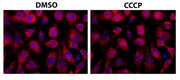 Cell Meter™ Mitochondrial Autophagy Imaging Kit *Red Fluorescence* - AAT Bioquest
