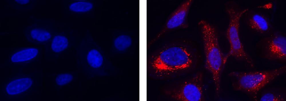 Cell Meter™ Mitochondrial Hydroxyl Radical Detection Kit *Red Fluorescence* - AAT Bioquest