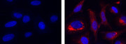 Cell Meter™ Mitochondrial Hydroxyl Radical Detection Kit *Red Fluorescence* - AAT Bioquest