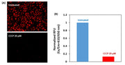 Cell Meter™ Mitochondrion Membrane Potential Assay Kit *Red Fluorescence Optimized for Microplate Reader* - AAT Bioquest