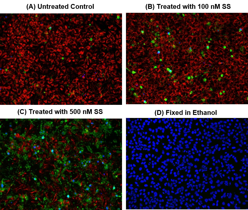 Cell Meter™ Multiplexing Live, Apoptotic and Necrotic Cell Detection Kit III *Triple Fluorescence Colors* - AAT Bioquest