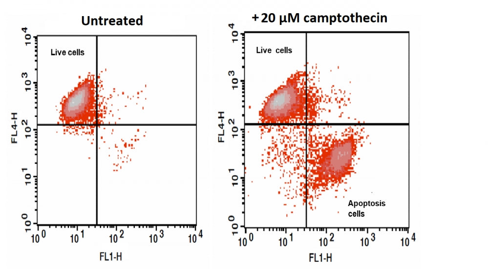 Cell Meter™ Nuclear Apoptosis Assay Kit *Green Fluorescence Optimized for Flow Cytometry* - AAT Bioquest