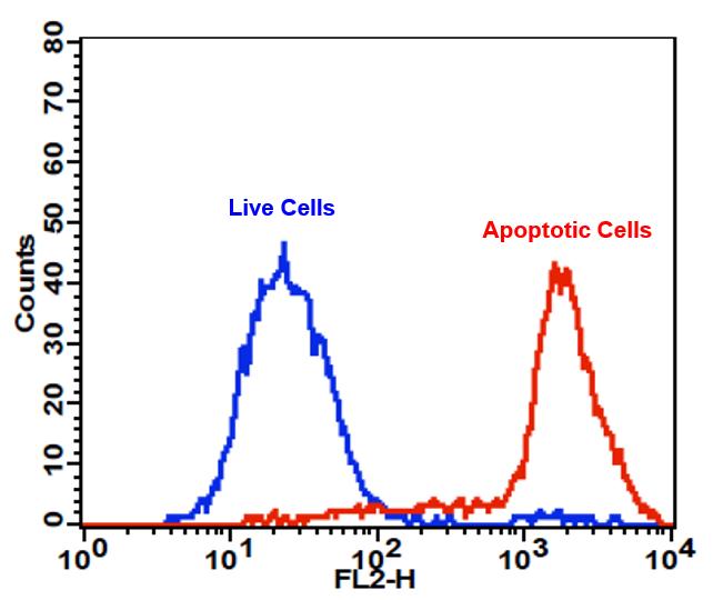Cell Meter™ PE-Annexin V Binding Apoptosis Assay Kit *Optimized for Flow Cytometry* - AAT Bioquest