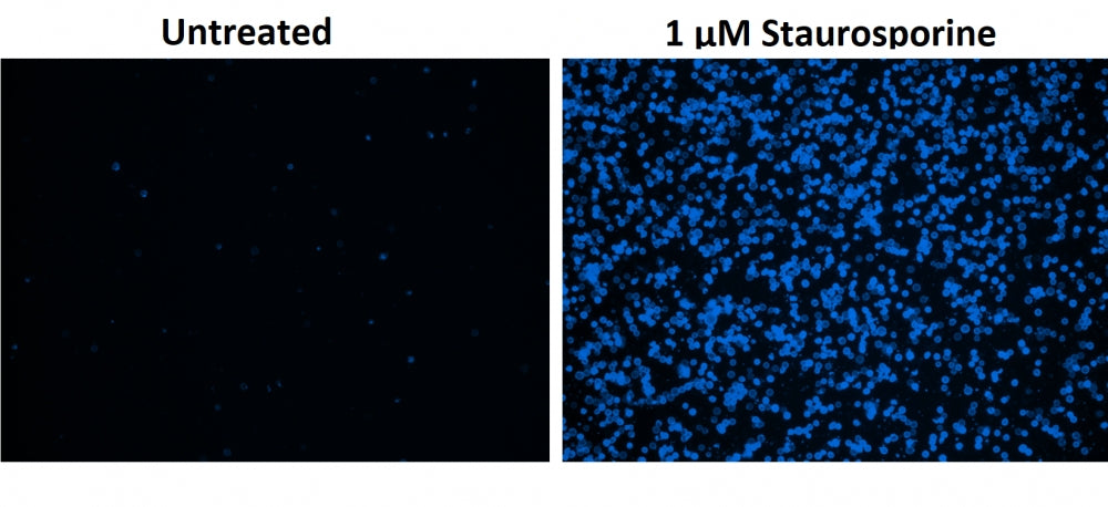 Cell Meter™ Phosphatidylserine Apoptosis Assay Kit *Blue Fluorescence Optimized for Microplate Readers* - AAT Bioquest