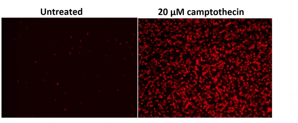 Cell Meter™ Phosphatidylserine Apoptosis Assay Kit *Deep Red Fluorescence Optimized for Microplate Readers* - AAT Bioquest