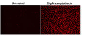 Cell Meter™ Phosphatidylserine Apoptosis Assay Kit *Deep Red Fluorescence Optimized for Microplate Readers* - AAT Bioquest