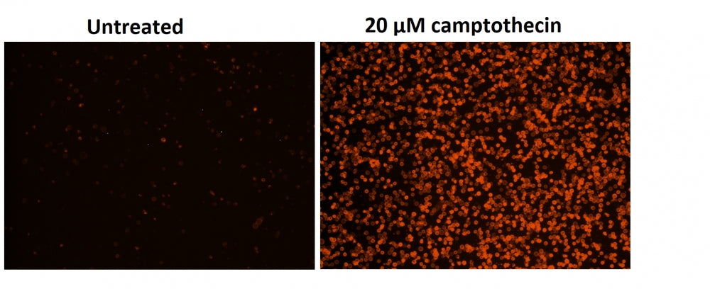 Cell Meter™ Phosphatidylserine Apoptosis Assay Kit *Orange Fluorescence Optimized for Microplate Readers* - AAT Bioquest