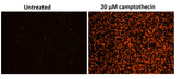Cell Meter™ Phosphatidylserine Apoptosis Assay Kit *Orange Fluorescence Optimized for Microplate Readers* - AAT Bioquest