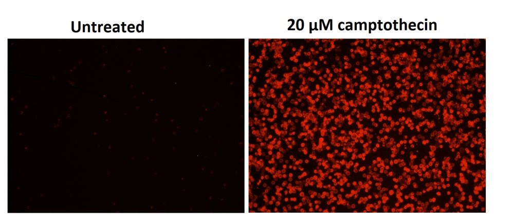Cell Meter™ Phosphatidylserine Apoptosis Assay Kit *Red Fluorescence Optimized for Microplate Readers* - AAT Bioquest
