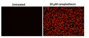 Cell Meter™ Phosphatidylserine Apoptosis Assay Kit *Red Fluorescence Optimized for Microplate Readers* - AAT Bioquest
