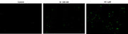 Cell Meter™ Live Cell TUNEL Apoptosis Assay Kit *Green Fluorescence* - AAT Bioquest