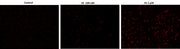 Cell Meter™ Live Cell TUNEL Apoptosis Assay Kit *Red Fluorescence* - AAT Bioquest