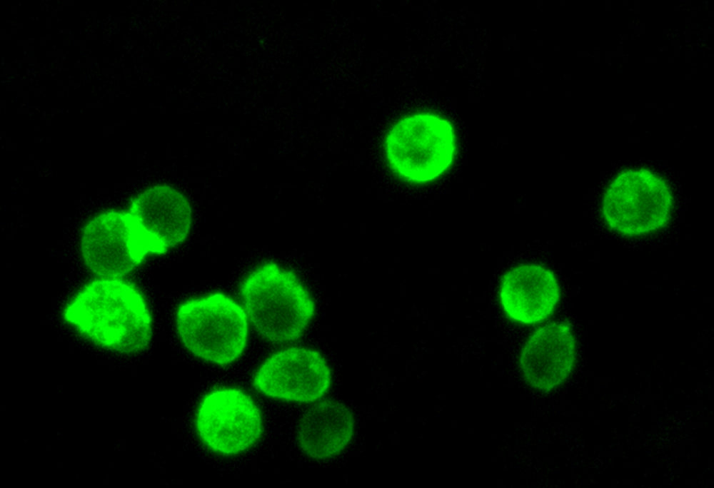 Cell Navigator® Cell Plasma Membrane Staining Kit *Green Fluorescence* - AAT Bioquest