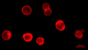Cell Navigator® Cell Plasma Membrane Staining Kit *Orange Fluorescence* - AAT Bioquest