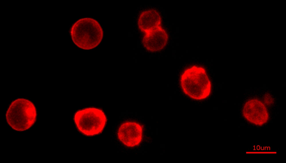 Cell Navigator® Cell Plasma Membrane Staining Kit *Orange Fluorescence* - AAT Bioquest