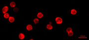 Cell Navigator® Cell Plasma Membrane Staining Kit *Red Fluorescence* - AAT Bioquest