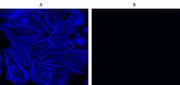 Cell Navigator® F-Actin Labeling Kit *Blue Fluorescence* - AAT Bioquest