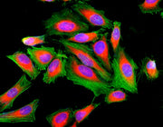 Cell Navigator® F-Actin Labeling Kit *Green Fluorescence* - AAT Bioquest