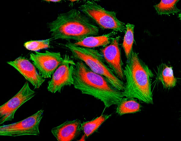 Cell Navigator® F-Actin Labeling Kit *Green Fluorescence* - AAT Bioquest