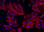 Cell Navigator® F-Actin Labeling Kit *Orange Fluorescence* - AAT Bioquest