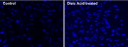 Cell Navigator® Fluorimetric Lipid Droplet Assay Kit *Blue Fluorescence* - AAT Bioquest