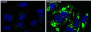 Cell Navigator® Fluorimetric Lipid Droplet Assay Kit *Green Fluorescence* - AAT Bioquest
