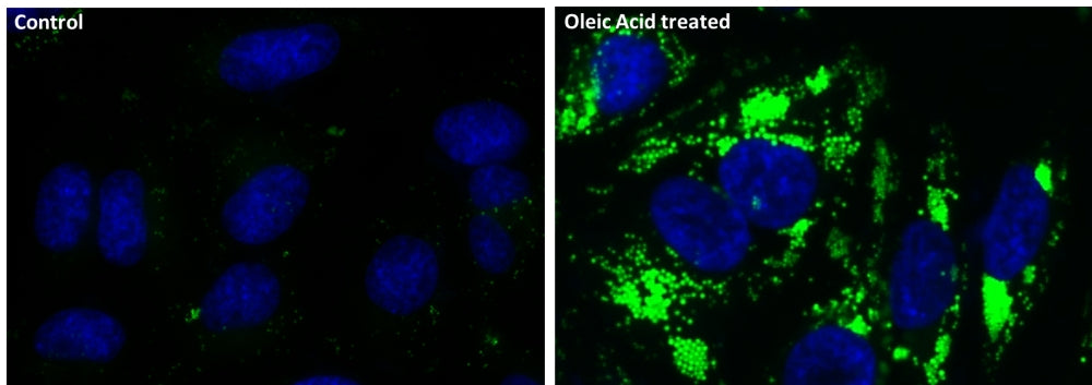 Cell Navigator® Fluorimetric Lipid Droplet Assay Kit *Green Fluorescence* - AAT Bioquest