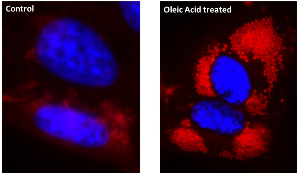Cell Navigator® Fluorimetric Lipid Droplet Assay Kit *Red Fluorescence* - AAT Bioquest