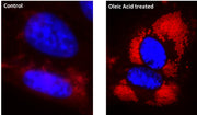 Cell Navigator® Fluorimetric Lipid Droplet Assay Kit *Red Fluorescence* - AAT Bioquest