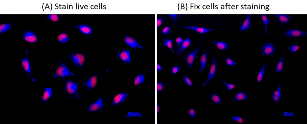Cell Navigator® Live Cell Endoplasmic Reticulum (ER) Staining Kit *Blue Fluorescence* - AAT Bioquest