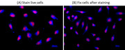 Cell Navigator® Live Cell Endoplasmic Reticulum (ER) Staining Kit *Blue Fluorescence* - AAT Bioquest