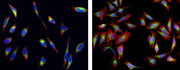 Cell Navigator® Live Cell Endoplasmic Reticulum (ER) Staining Kit *Green Fluorescence* - AAT Bioquest