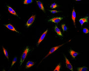 Cell Navigator® Live Cell Endoplasmic Reticulum (ER) Staining Kit *Red Fluorescence* - AAT Bioquest