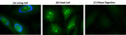 Cell Navigator® Live Cell RNA Imaging Kit *Green Fluorescence* - AAT Bioquest