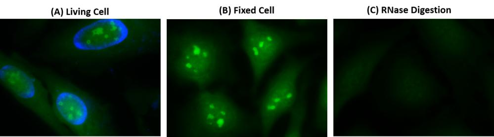 Cell Navigator® Live Cell RNA Imaging Kit *Green Fluorescence* - AAT Bioquest