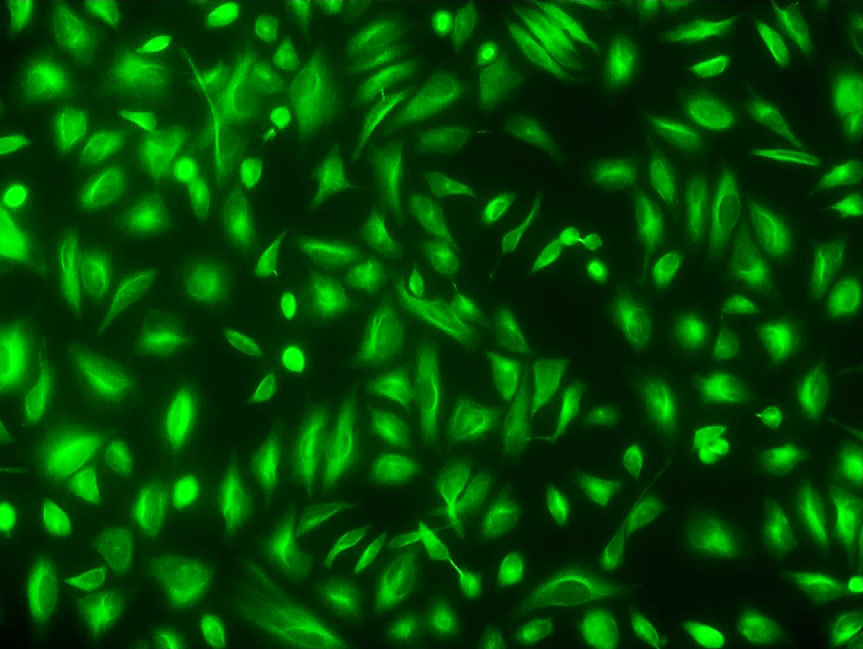 Cell Navigator® Live Cell Tubulin Staining Kit *Green Fluorescence* - AAT Bioquest