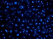 Cell Navigator® Lysosome Staining Kit *Blue Fluorescence* - AAT Bioquest