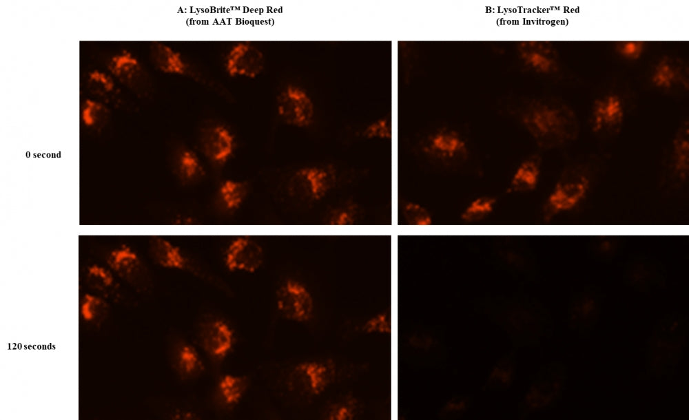 Cell Navigator® Lysosome Staining Kit *Deep Red Fluorescence* - AAT Bioquest