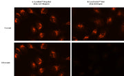 Cell Navigator® Lysosome Staining Kit *Deep Red Fluorescence* - AAT Bioquest