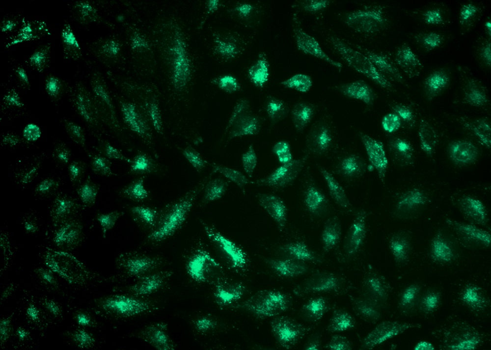 Cell Navigator® Lysosome Staining Kit *Green Fluorescence with 405 nm Excitation* - AAT Bioquest