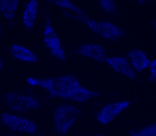 Cell Navigator® Mitochondrion Staining Kit *Blue Fluorescence* - AAT Bioquest