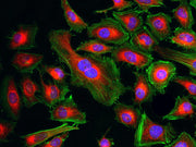 Cell Navigator® Mitochondrion Staining Kit *Deep Red Fluorescence* - AAT Bioquest