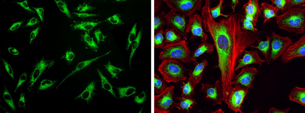 Cell Navigator® Mitochondrion Staining Kit *Green Fluorescence* - AAT Bioquest