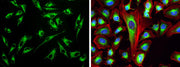 Cell Navigator® Mitochondrion Staining Kit *Green Fluorescence* - AAT Bioquest