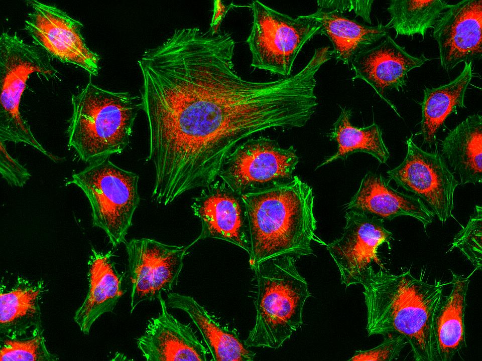 Cell Navigator® Mitochondrion Staining Kit *NIR Fluorescence* - AAT Bioquest