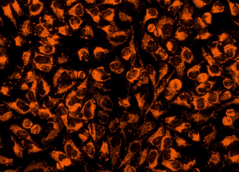 Cell Navigator® Mitochondrion Staining Kit *Orange Fluorescence with 405 nm Excitation* - AAT Bioquest