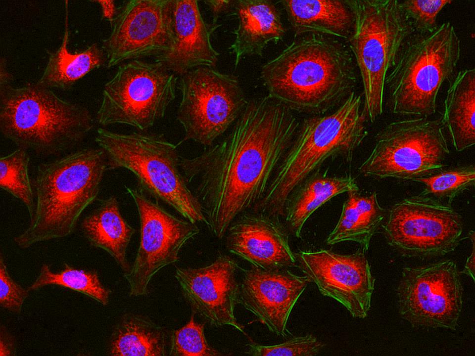 Cell Navigator® Mitochondrion Staining Kit *Orange Fluorescence* - AAT Bioquest