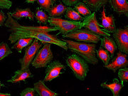 Cell Navigator® Mitochondrion Staining Kit *Red Fluorescence* - AAT Bioquest