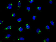 Cell Navigator® NBD Ceramide Golgi Staining Kit  *Green Fluorescence* - AAT Bioquest