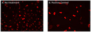 Cell Navigator® CDy6 Mitosis Imaging Kit - AAT Bioquest